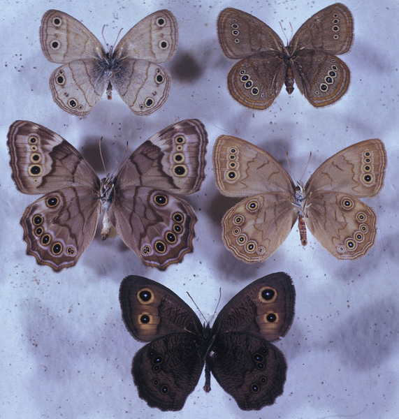 0305alt