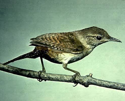 bird1_004