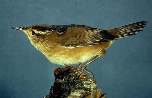 bird1_005