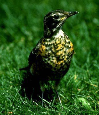 bird1_012
