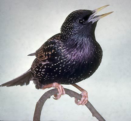 bird1_015