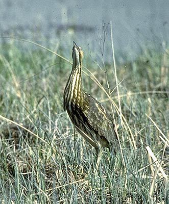 bird2_092