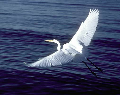 bird2_097
