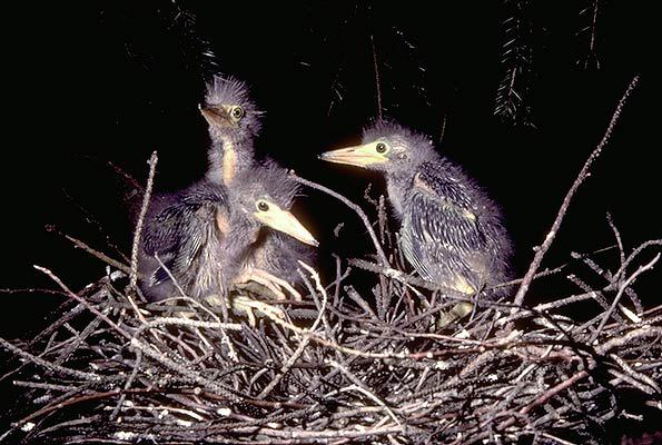bird2_104