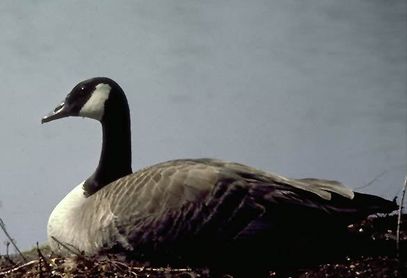 bird2_108