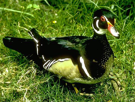 bird2_111