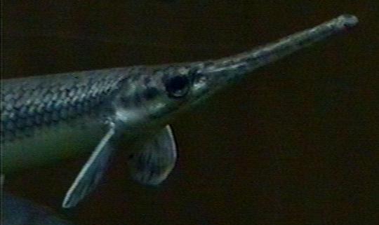 lepisosteus_osseus