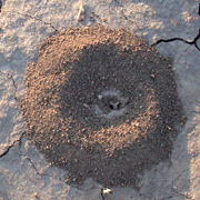 Photo of ant mound in empty lot