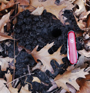 Photo of Crayfish burrow