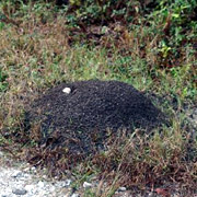 Photo of fire ant mound