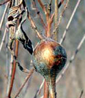 Photo of goldenrod gall (in fall)