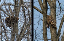 Photo of 2 Gray Squirrel nests in trees