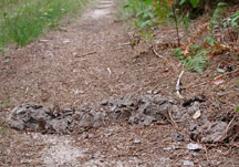 photo of mole tunnels