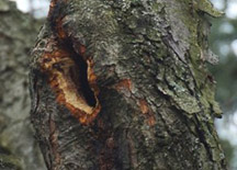 Photo of Red Squirrel Den i n tree