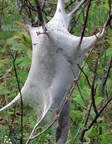 Photo of tent caterpillar nest