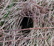 Photo of Vole hole