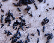 photo of bat guano (Myotis species)