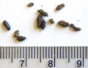 photo of White-footed Mouse scat