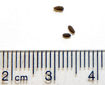 Photo of cockroach droppings