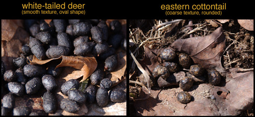 side-by-side comparison of White-tailed Deer and Eastern Cottontail droppings