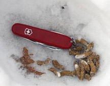 photo of grouse droppings in the snow, with pocket knife for scale reference