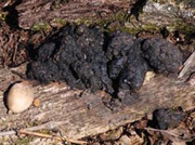 photo of raccoon feces