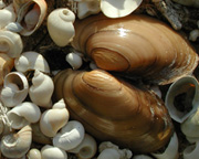 photo of many unidentified shells