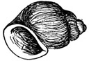 drawing of snail shell
