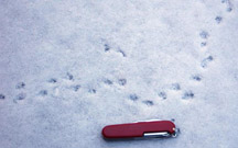 photo of shrew tracks in snow, with pocket knife as size reference