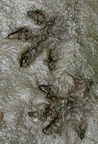 Eastern Chipmunk tracks