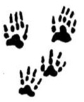 Eastern Chipmunk tracks