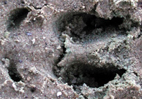 White-tailed deer track