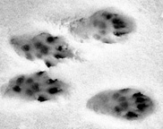 photo of Eastern Fox Squirrel tracks in snow