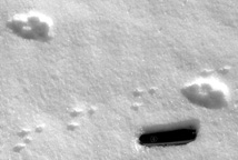 photo of red fox and white-footed mouse tracks in snow