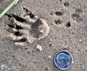 photo of Eastern Gray Squirrel tracks in sand
