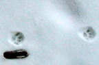 photo of house cat tracks in snow