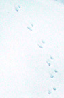house mouse tracks in snow