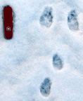 Rabbit Tracks Photo