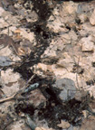 photo of shrew tunnel after snow melt