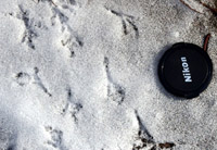 photo of mourning dove tracks in snow