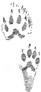 drawing of weasel tracks